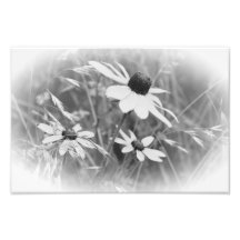 Susans Negro-observado Impresiones Fotograficas