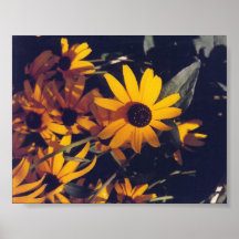 Susans Negro-observado - poster