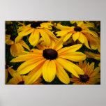 Susans Negro-observado Poster