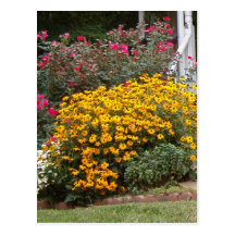 Susans observado negro amarillo postales