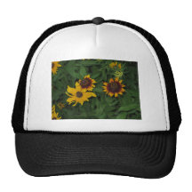 Susans observado negro en los jardines de Longwood Gorras
