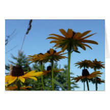 Susans observado negro felicitacion 