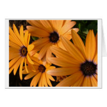 Susans observado negro felicitaciones
