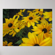 Susans observado negro poster