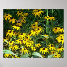 Susans observado negro (poster)