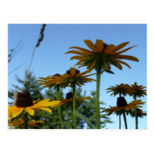 Susans observado negro tarjeta postal