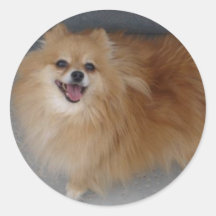 Sushi dulce - pegatinas de Pomeranian