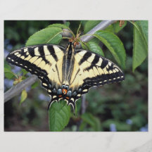Swallowtail de la cebra, Ontario, Canadá Tarjetas Informativas