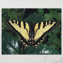 Swallowtail de la cebra, Ontario, Canadá Tarjetones