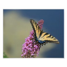 swallowtail del tigre foto