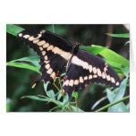 Swallowtail gigante en bambú felicitación