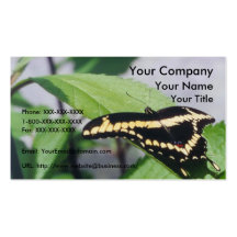 Swallowtail gigante - plantilla de la tarjeta de v