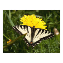 Swallowtail hecho andrajos arte con fotos