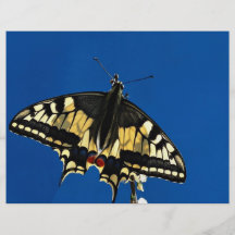Swallowtail, mariposa tarjeton