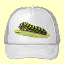 Swallowtail negro Caterpillar gorras