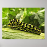 Swallowtail negro Caterpillar Poster
