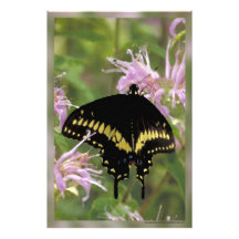 Swallowtail negro impresiones fotograficas