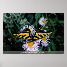 Swallowtail occidental del tigre en aster rosado posters