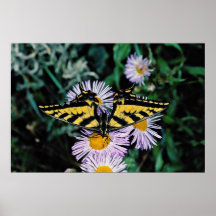 Swallowtail occidental del tigre en las flores ros poster