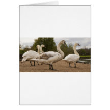 swans.jpg felicitación