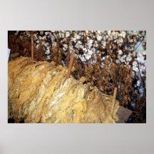 Tabaco y algodón poster