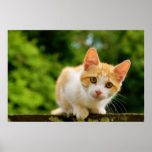 Tabby de oro y gatito blanco poster