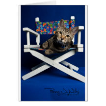 Tabby en silla felicitacion 
