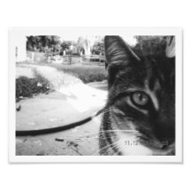 Tabby innomado "1962 " de la foto