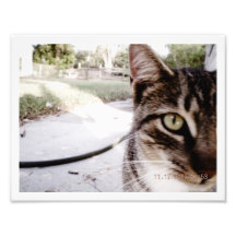 Tabby innomado "revista " de la foto