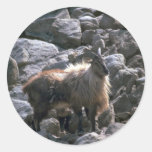 Tahr Himalayan Pegatina