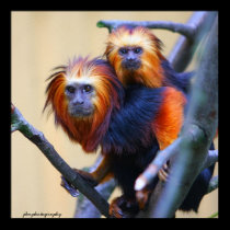 Tamarin dirigido de oro del león posters