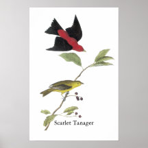 Tanager de escarlata - John James Audubon Posters