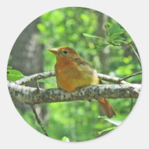 Tanager de verano (femenino) etiqueta redonda