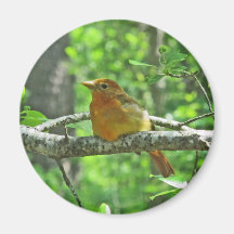 Tanager de verano (femenino) imán para frigorífico