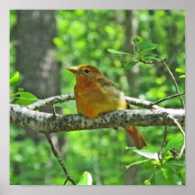 Tanager de verano (femenino) impresiones