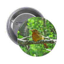 Tanager de verano (femenino) pins