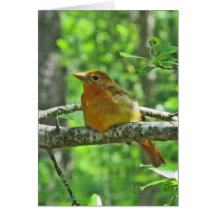 Tanager de verano (femenino) tarjetas