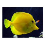 Tang amarillo tarjeta postal