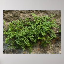 Tapicería natural posters