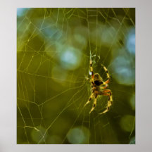 Tarde de la araña impresiones