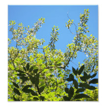 Tarde de la primavera impresiones fotográficas