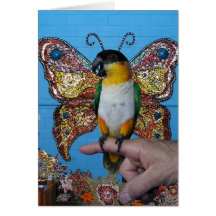 Tarjeta 2 de la mariposa de Boingo