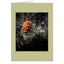 Tarjeta 2 del árbol de hoja perenne 6