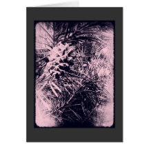 Tarjeta 3 del árbol de hoja perenne 6