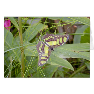 Tarjeta amarilla de la mariposa