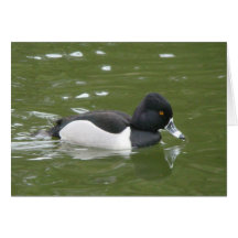 tarjeta Anillo-necked del pato