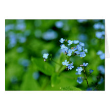 Tarjeta azul de las flores