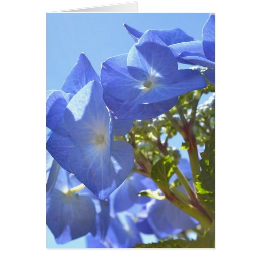 Tarjeta azul del Hydrangea