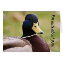 Tarjeta azul y amarilla del amor del pato