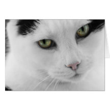 Tarjeta blanca del gato